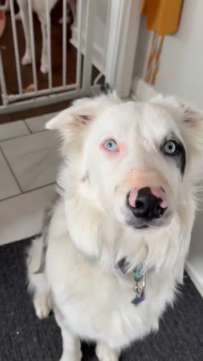 Enlarge Bilbo Baggins, a ADOPTABLE Border Collie in Seymour, IN video 6/6