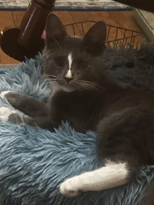 Enlarge Thelma, a Adoptable Domestic Short Hair in Colmar, PA image 1/3