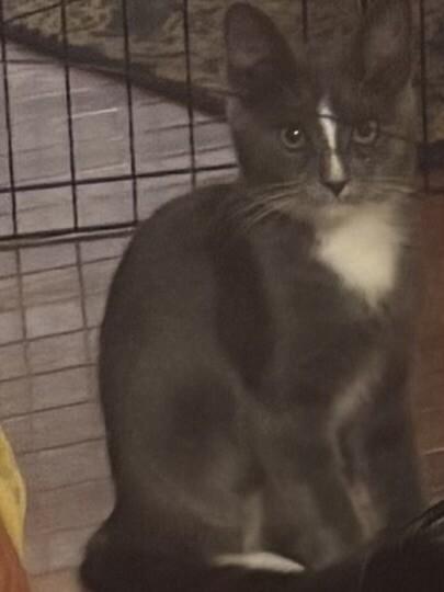 Enlarge Thelma, a Adoptable Domestic Short Hair in Colmar, PA image 2/3