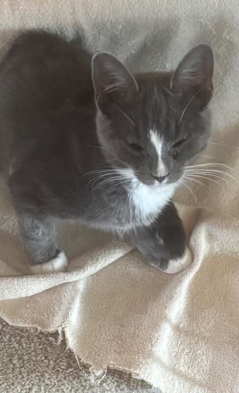 Enlarge Thelma, a Adoptable Domestic Short Hair in Colmar, PA image 3/3