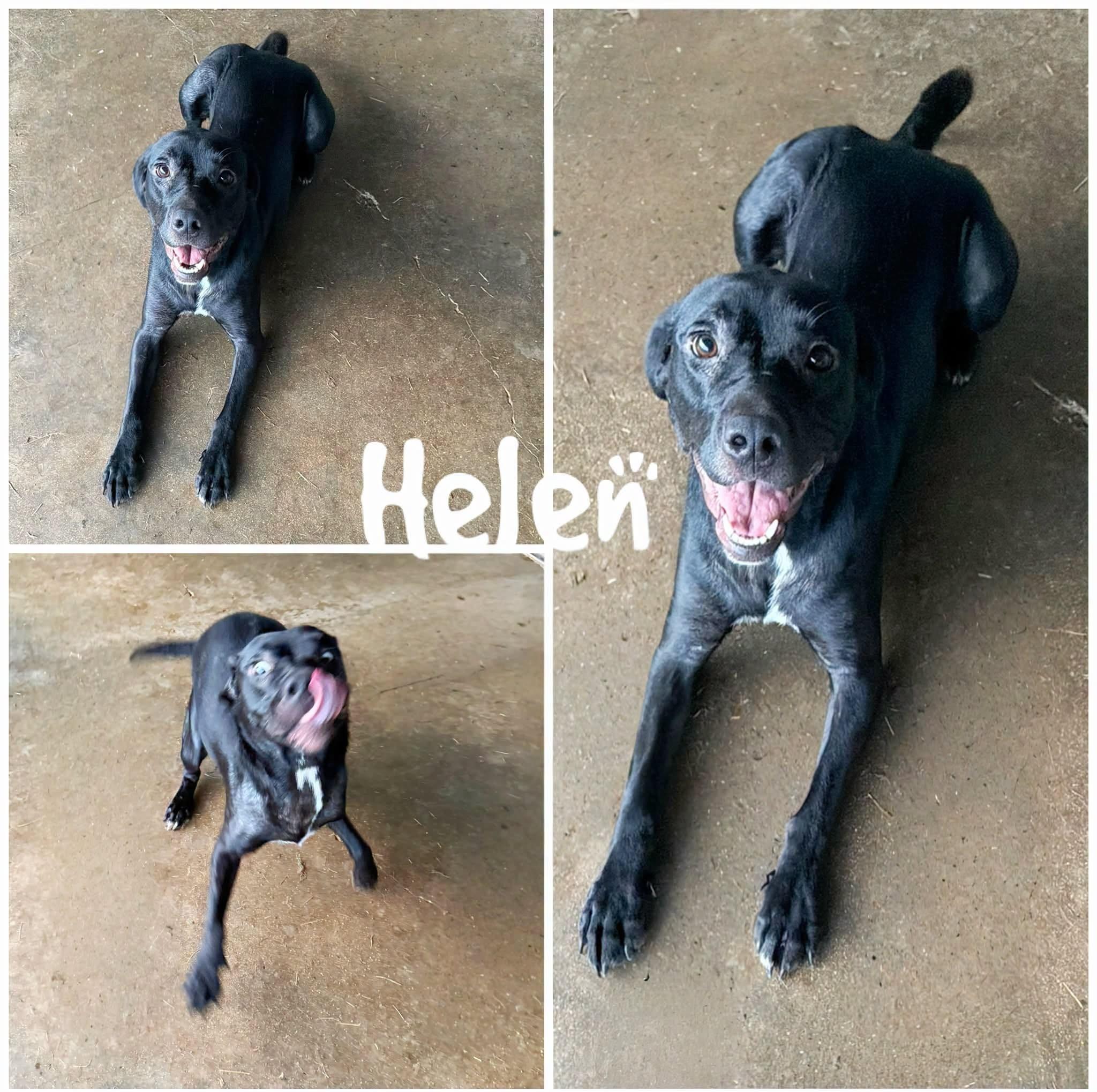 Helen, Adoptable, Adult Female Black Labrador Retriever.
