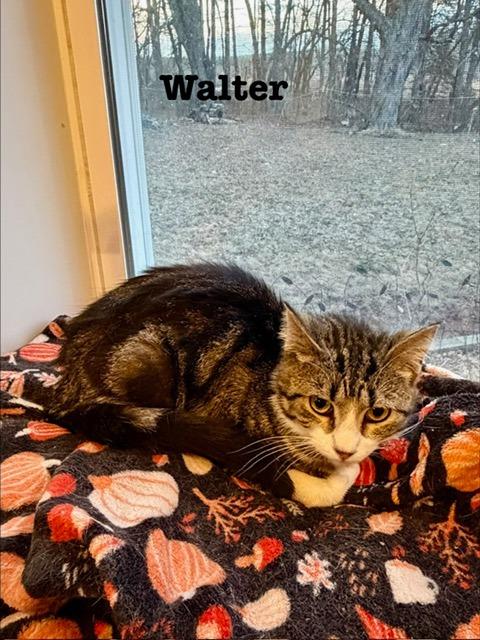 Walter, Adoptable, Young Male Domestic Short Hair.