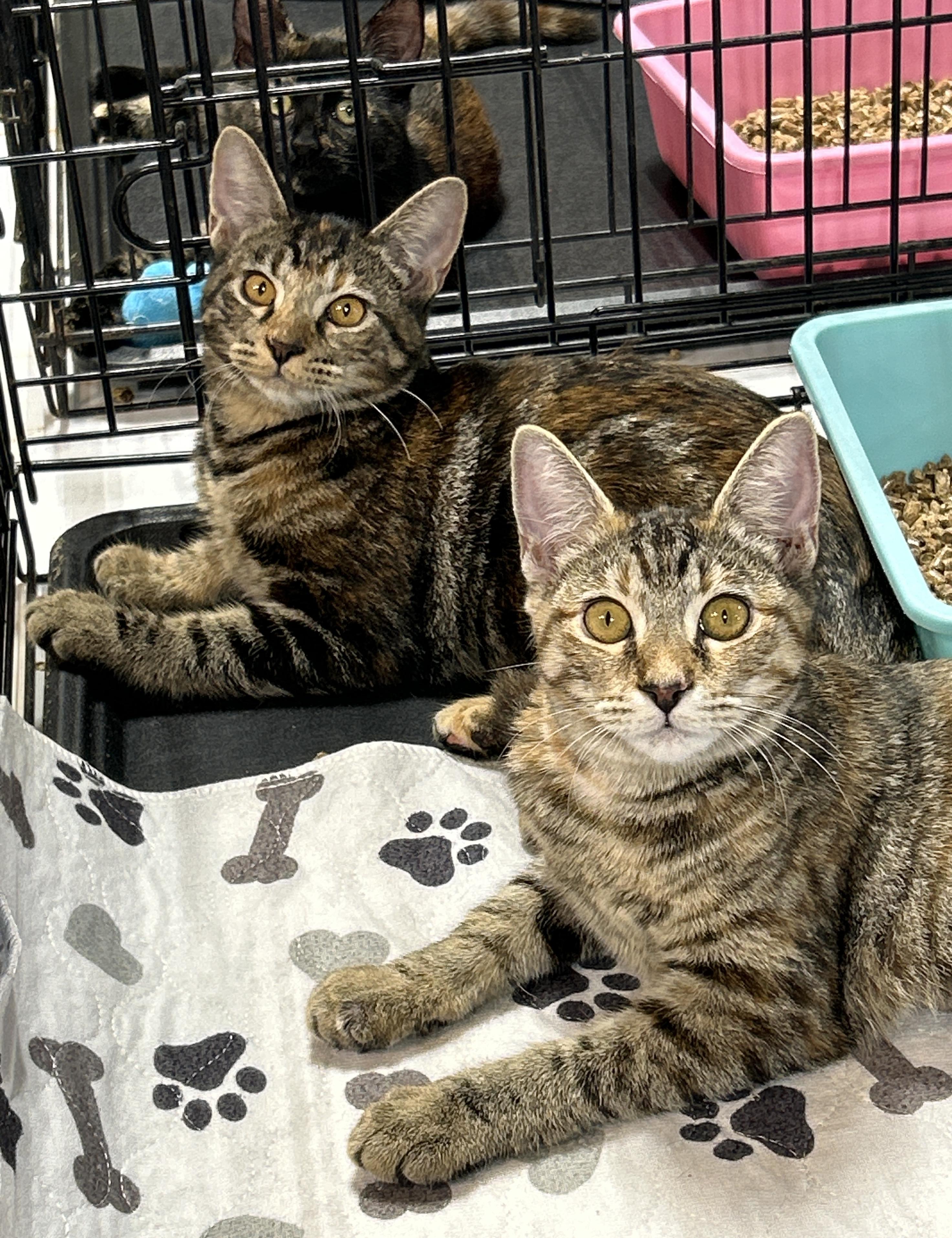 Lynx (the supermodel)