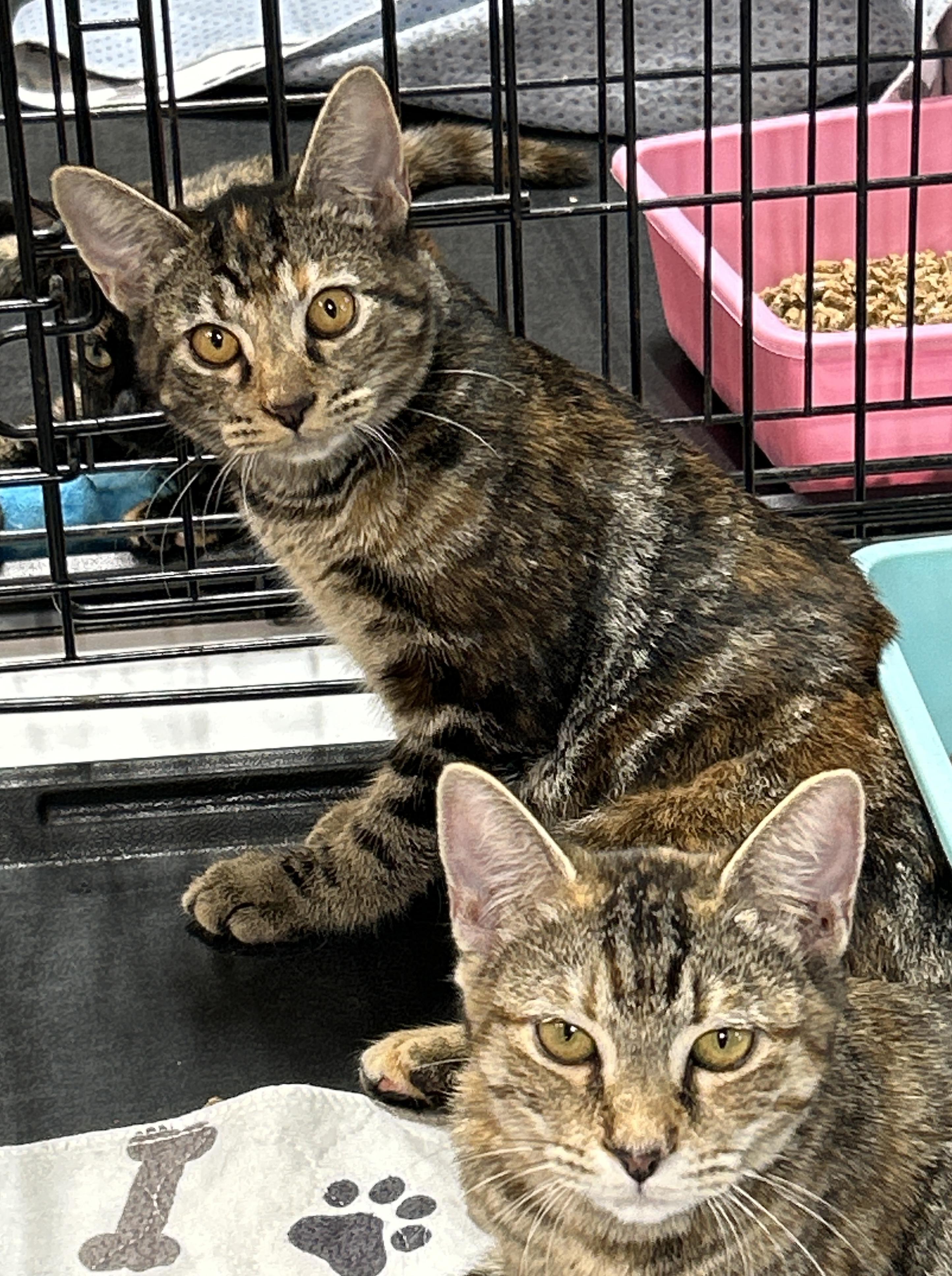 Lynx (the supermodel)