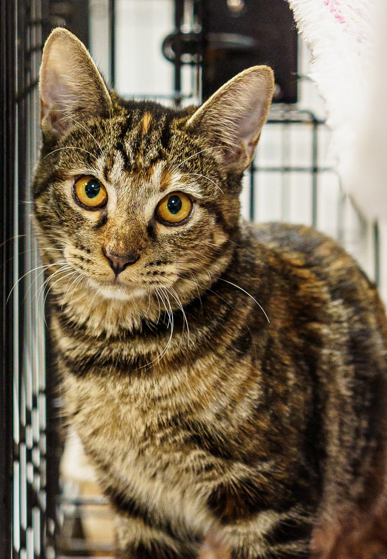 Lynx (the supermodel)