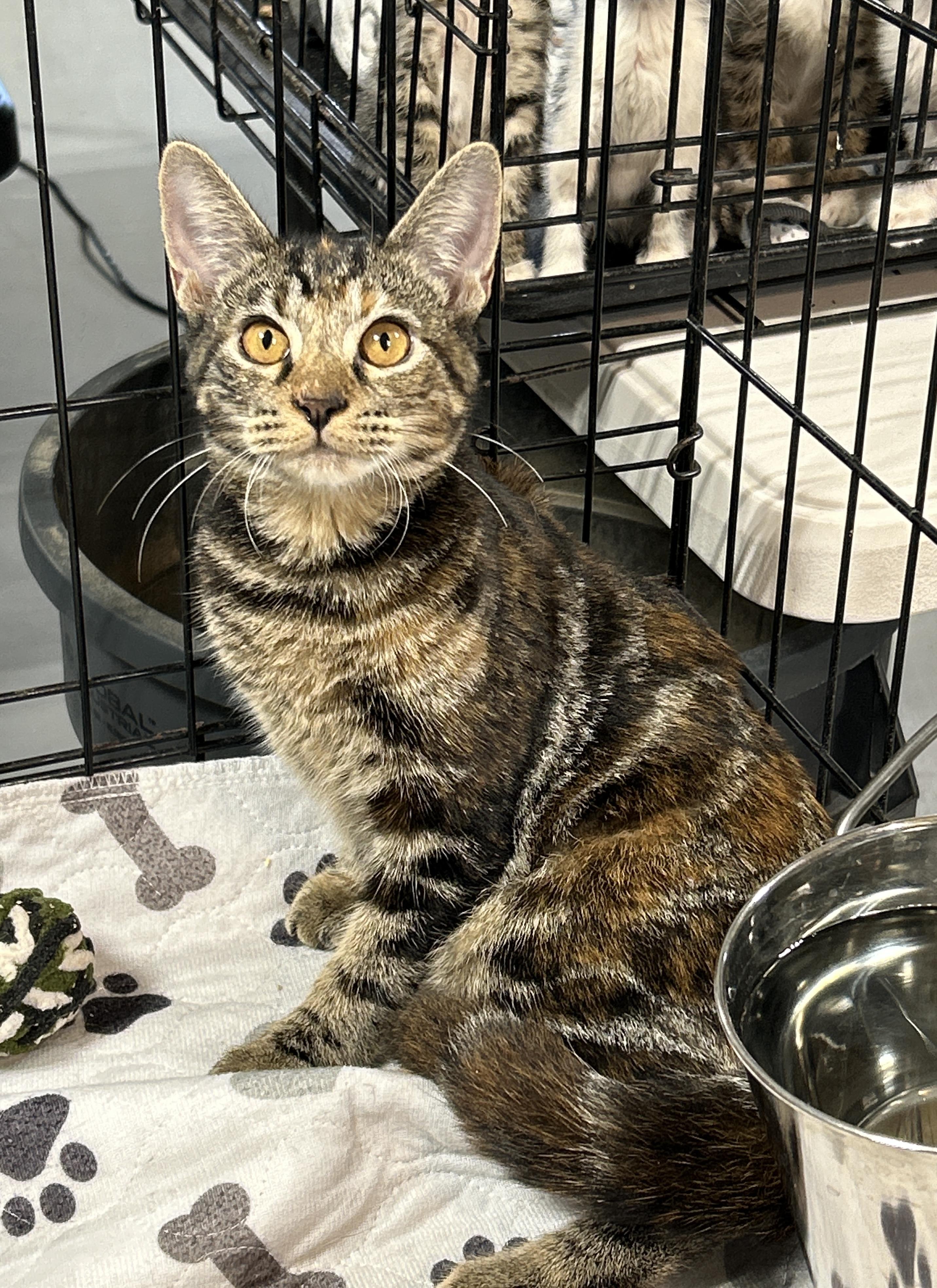 Lynx (the supermodel)