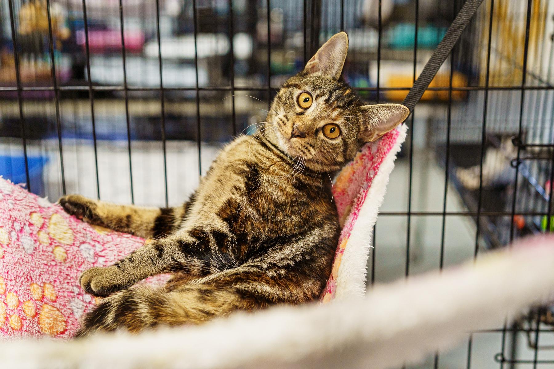 Lynx (the supermodel)