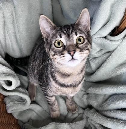 Enlarge Cruise, a ADOPTABLE mixed breed in Rocky Hill, CT image 3/6