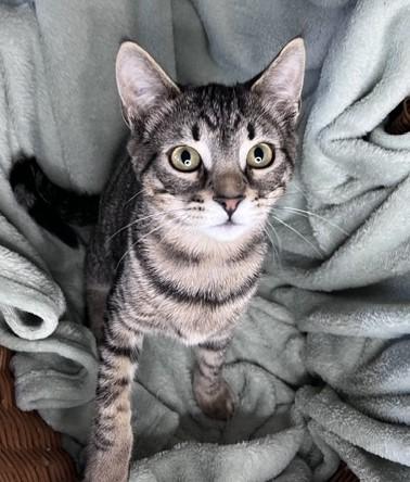 Enlarge Cruise, a ADOPTABLE mixed breed in Rocky Hill, CT image 6/6