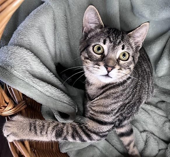 Enlarge Cruise, a ADOPTABLE mixed breed in Rocky Hill, CT image 2/6