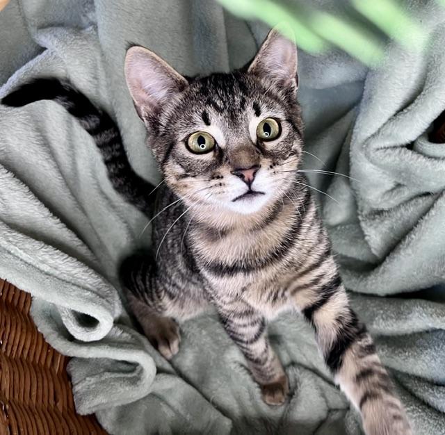 Enlarge Cruise, a ADOPTABLE mixed breed in Rocky Hill, CT image 5/6