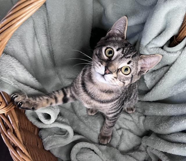 Enlarge Cruise, a ADOPTABLE mixed breed in Rocky Hill, CT image 4/6