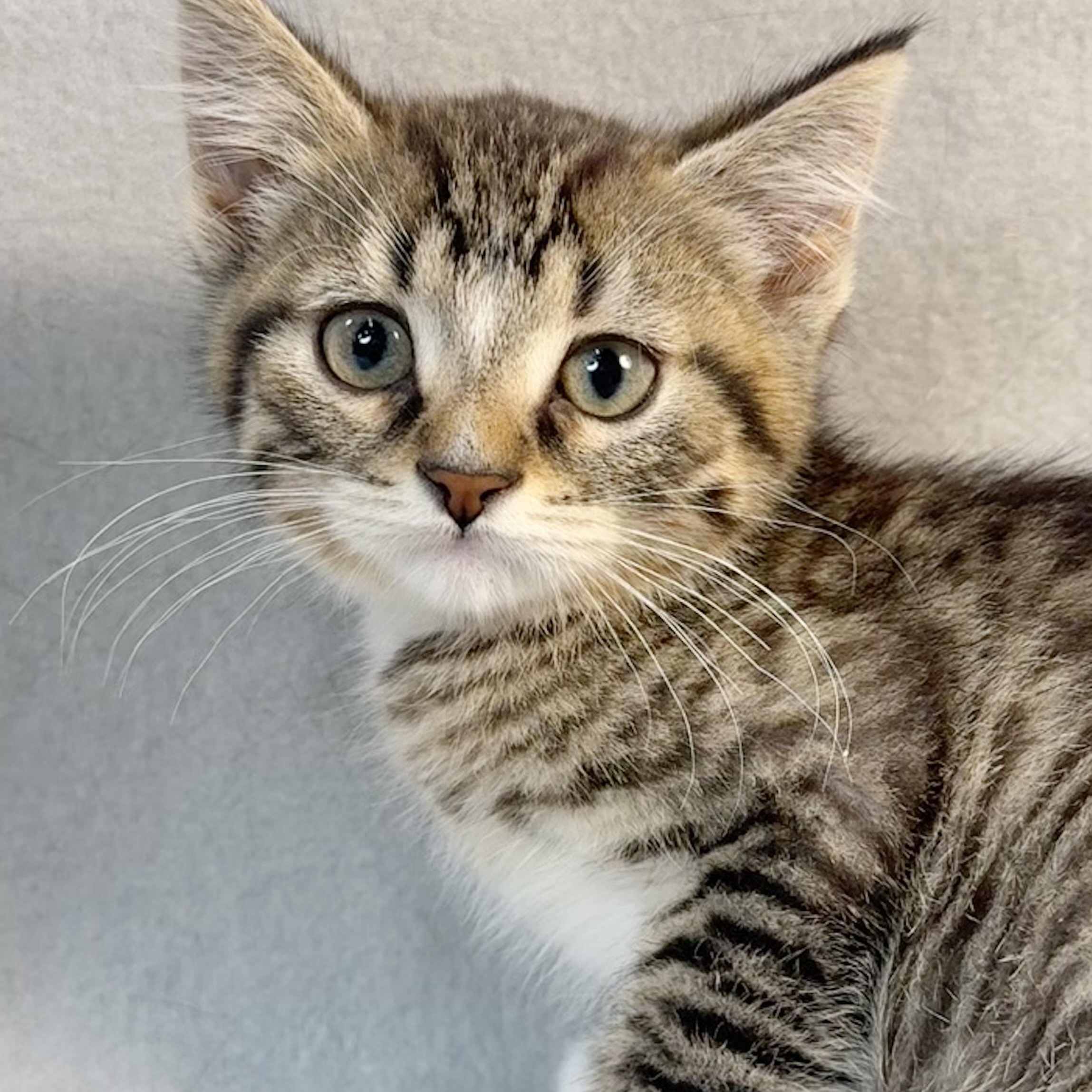 Taylor, Baby Male Tabby