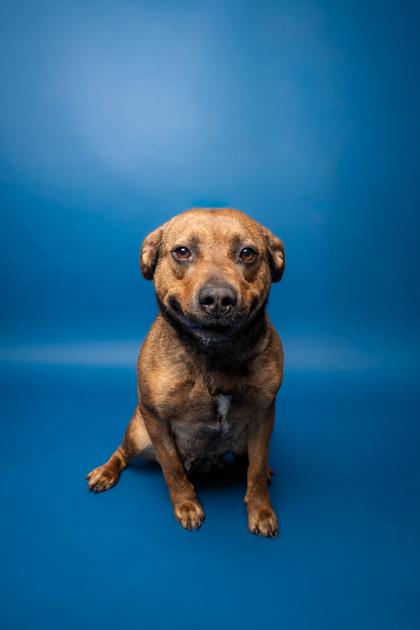 Cotton, Adoptable, Adult Female Cattle Dog & Mixed Breed.