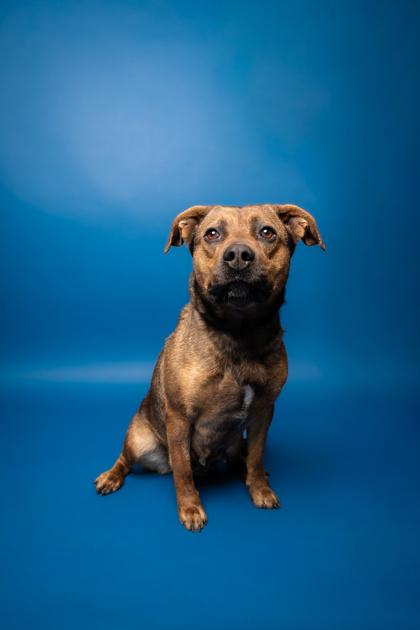 Cotton, Adoptable, Adult Female Cattle Dog & Mixed Breed.