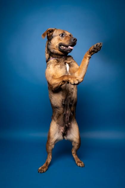 Enlarge Cotton, a Adoptable mixed breed in Pendleton, OR image 2/3