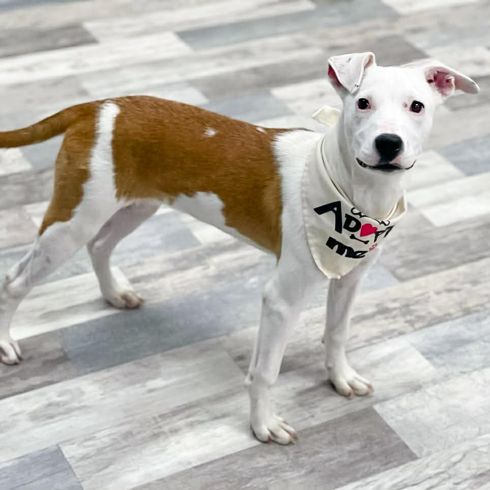 Arwen, Adoptable, Puppy Female Mixed Breed.