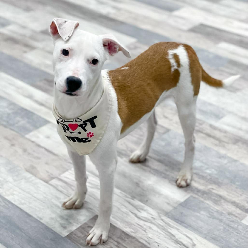 Enlarge Arwen, a Adoptable Mixed Breed in Lufkin, TX image 2/3