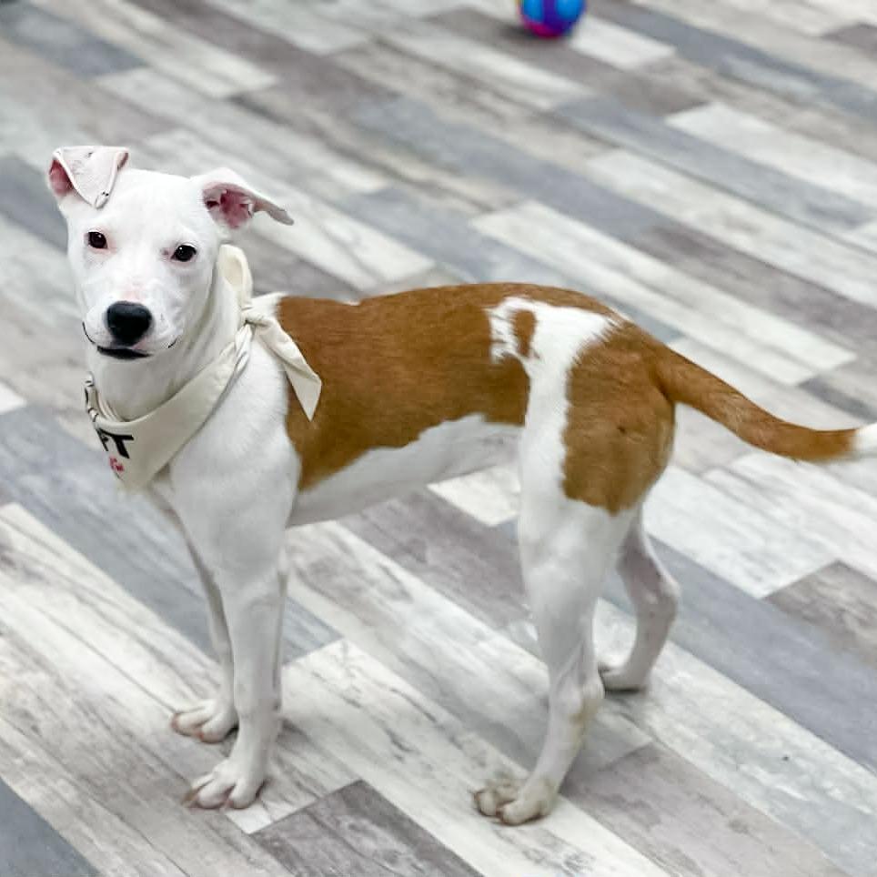 Enlarge Arwen, a Adoptable Mixed Breed in Lufkin, TX image 3/3