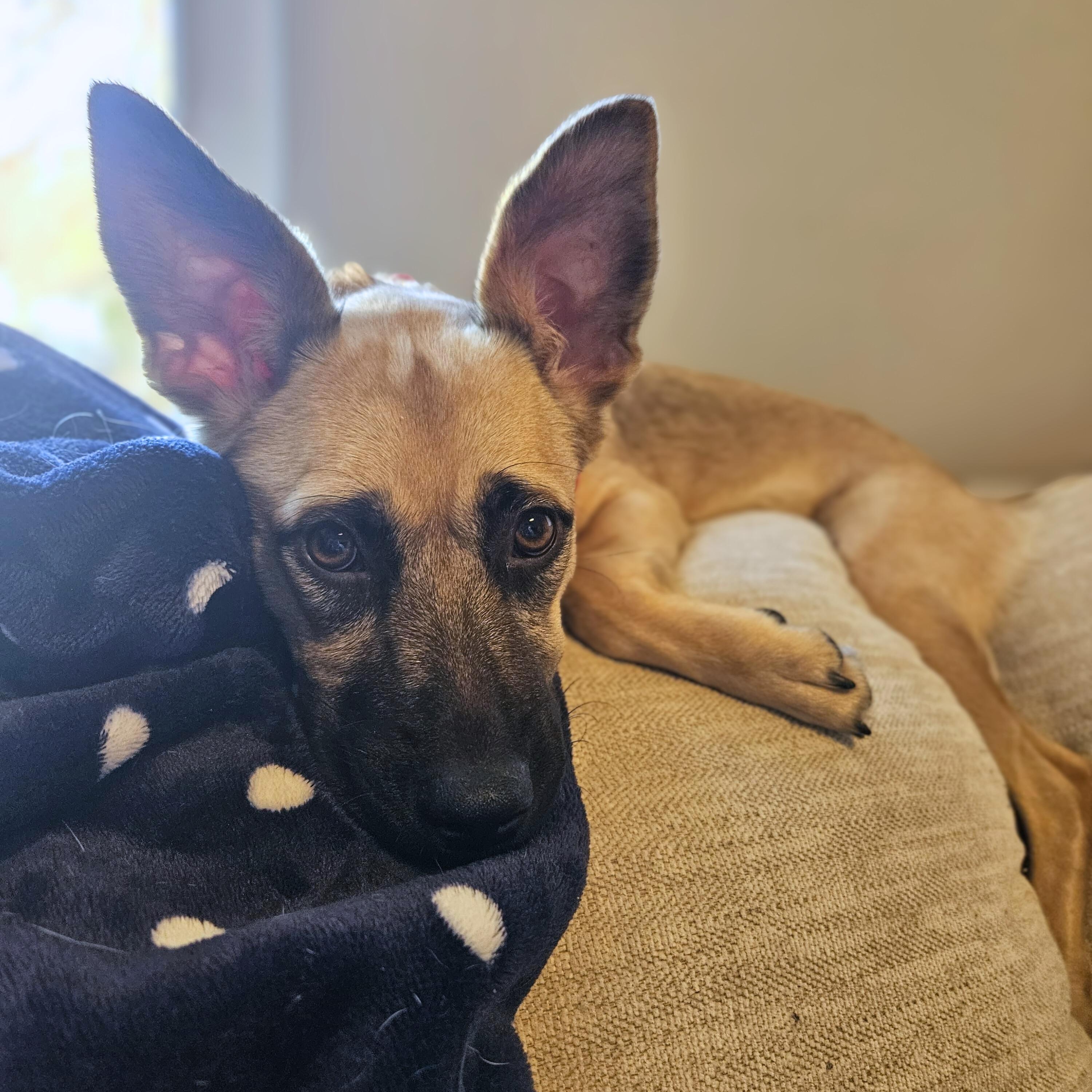 Enlarge Marnie, a Adoptable mixed breed in Baltimore, MD image 3/5