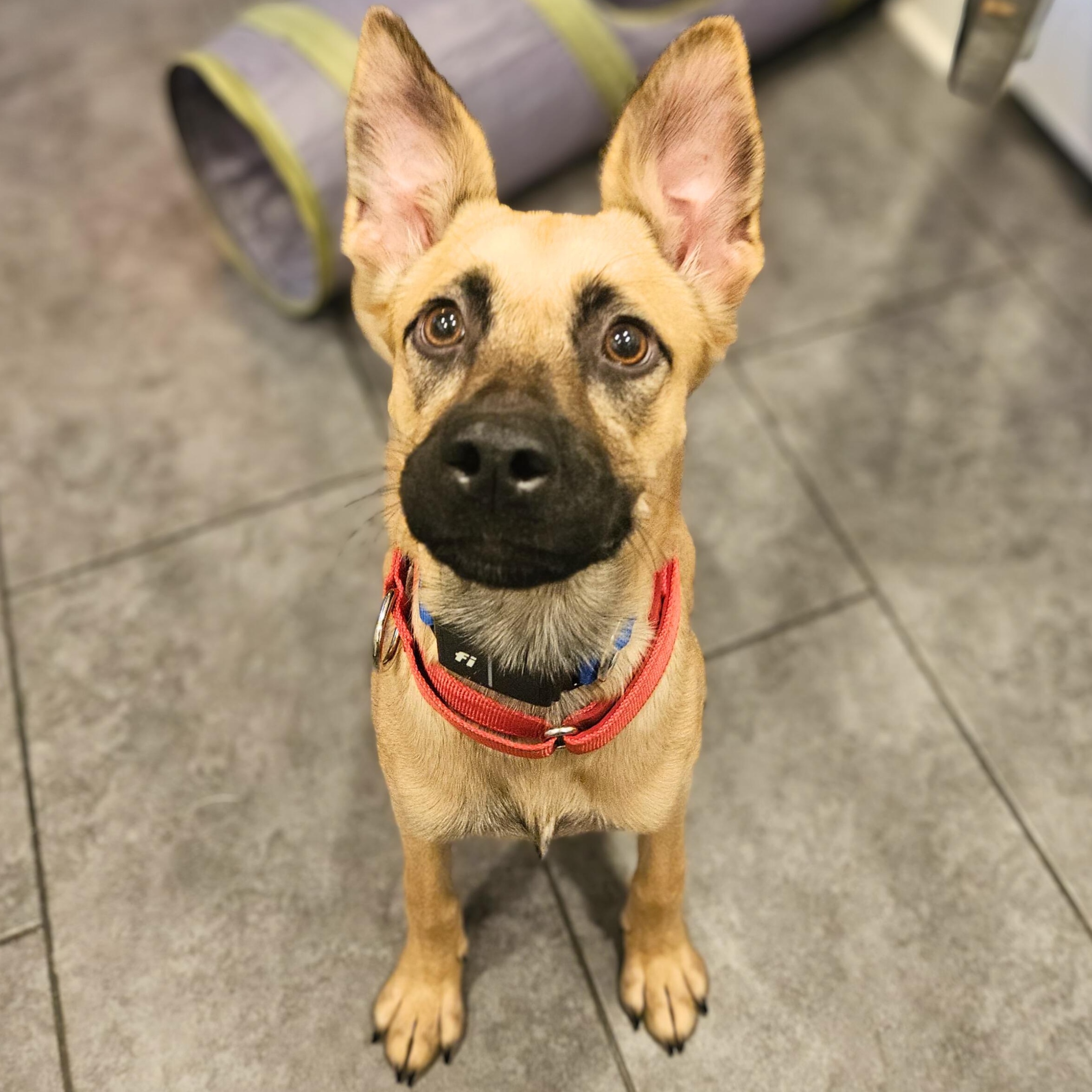 Enlarge Marnie, a Adoptable mixed breed in Baltimore, MD image 4/5