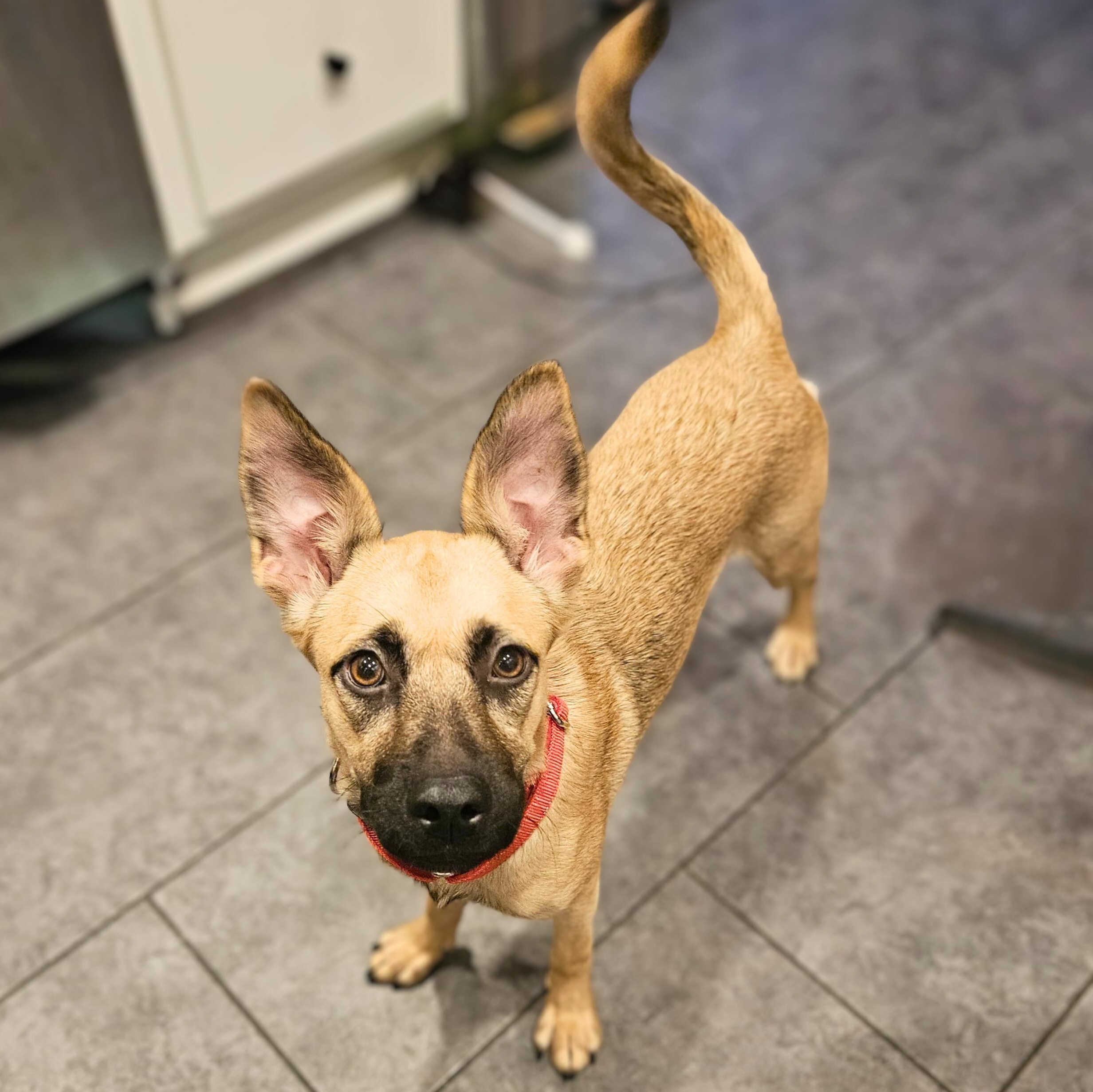Enlarge Marnie, a Adoptable mixed breed in Baltimore, MD image 2/5