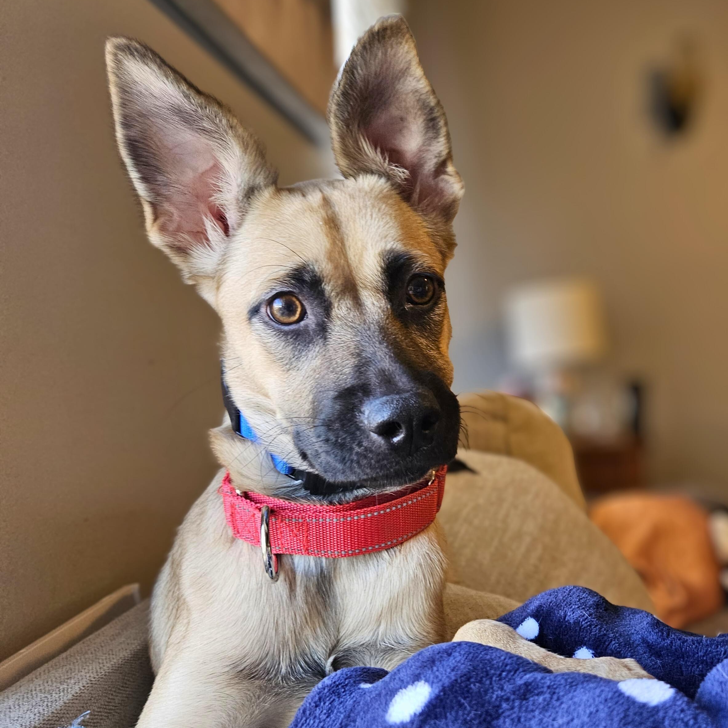 Marnie, Adoptable, Young Female Terrier.