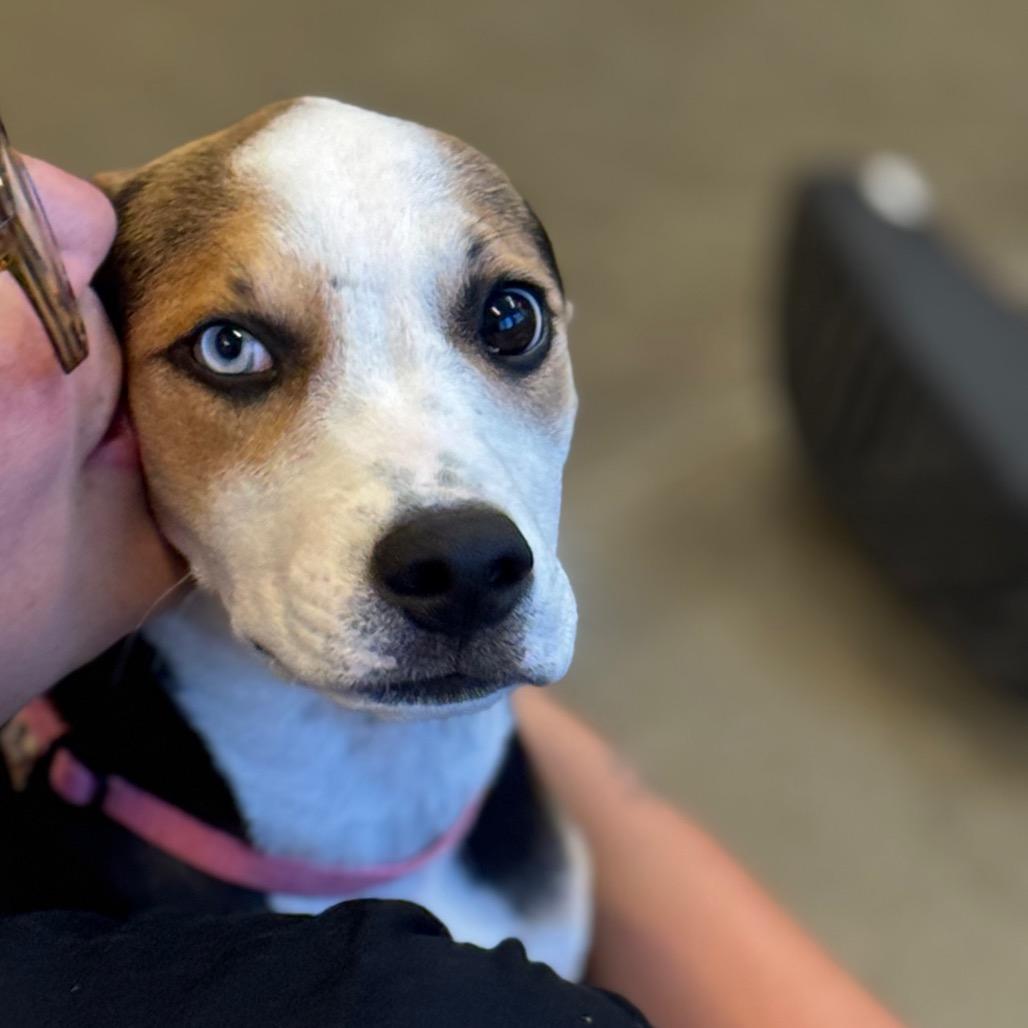 Ying Yang, a Adoptable mixed breed in Mankato, MN image 1/6