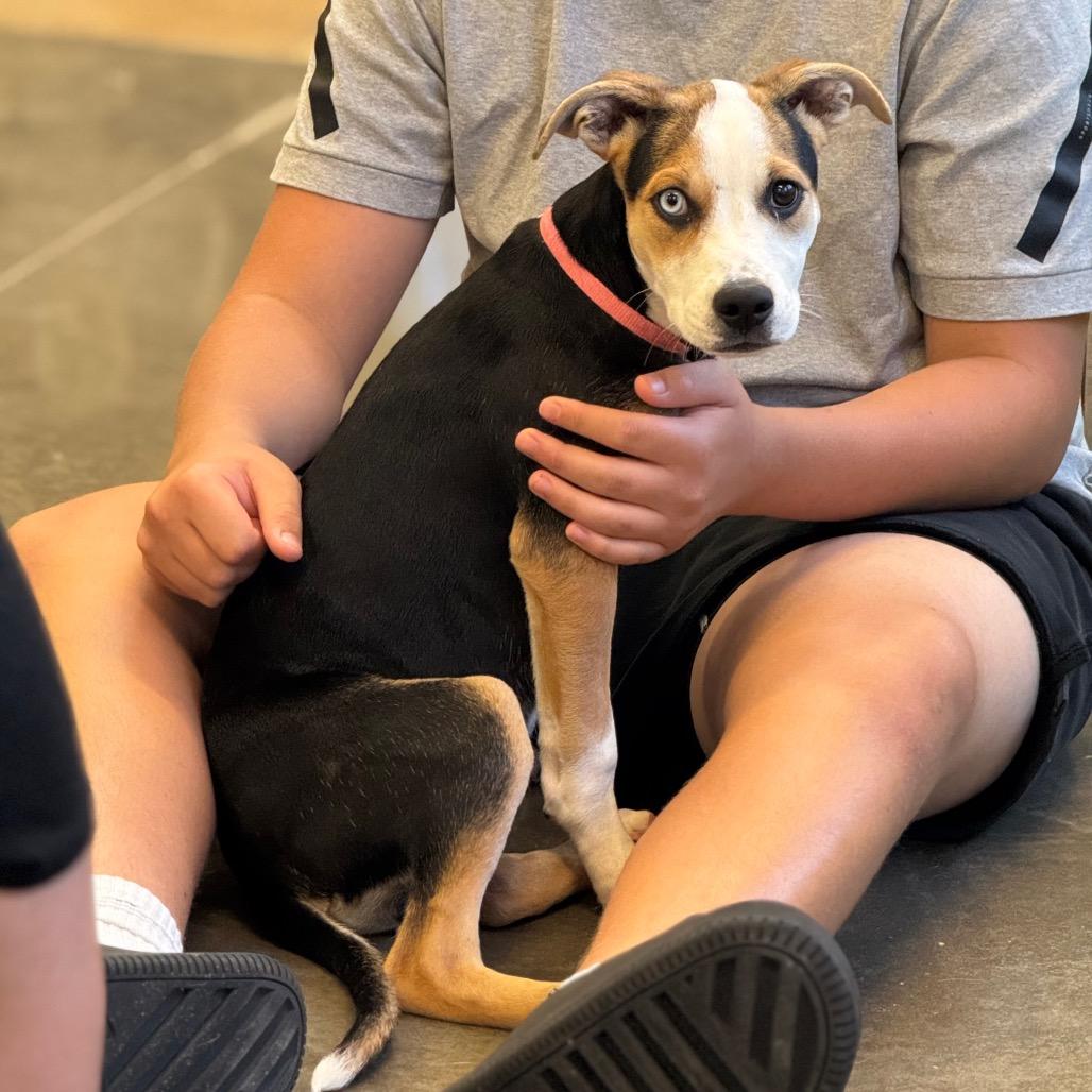 Ying Yang, a Adoptable mixed breed in Mankato, MN image 2/6