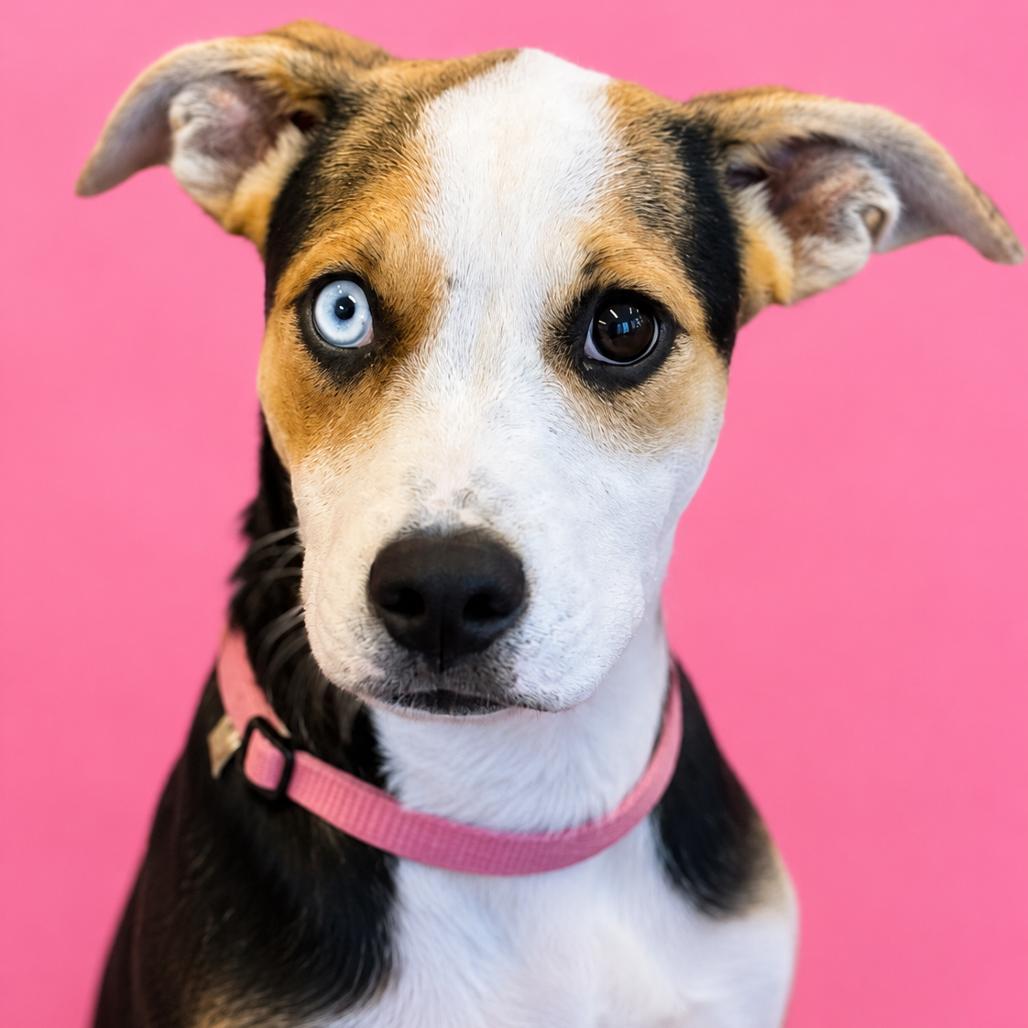 Ying Yang, a Adoptable mixed breed in Mankato, MN image 3/6