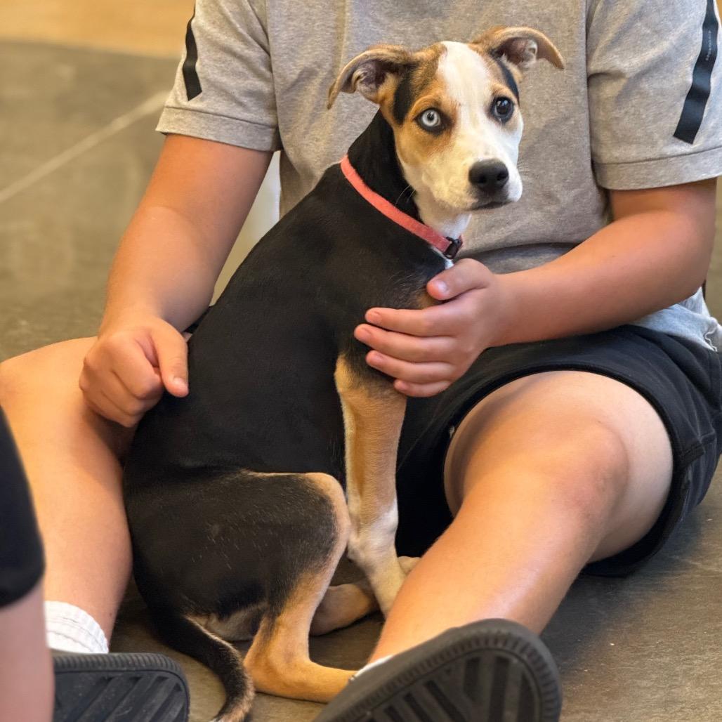 Ying Yang, a Adoptable mixed breed in Mankato, MN image 4/6