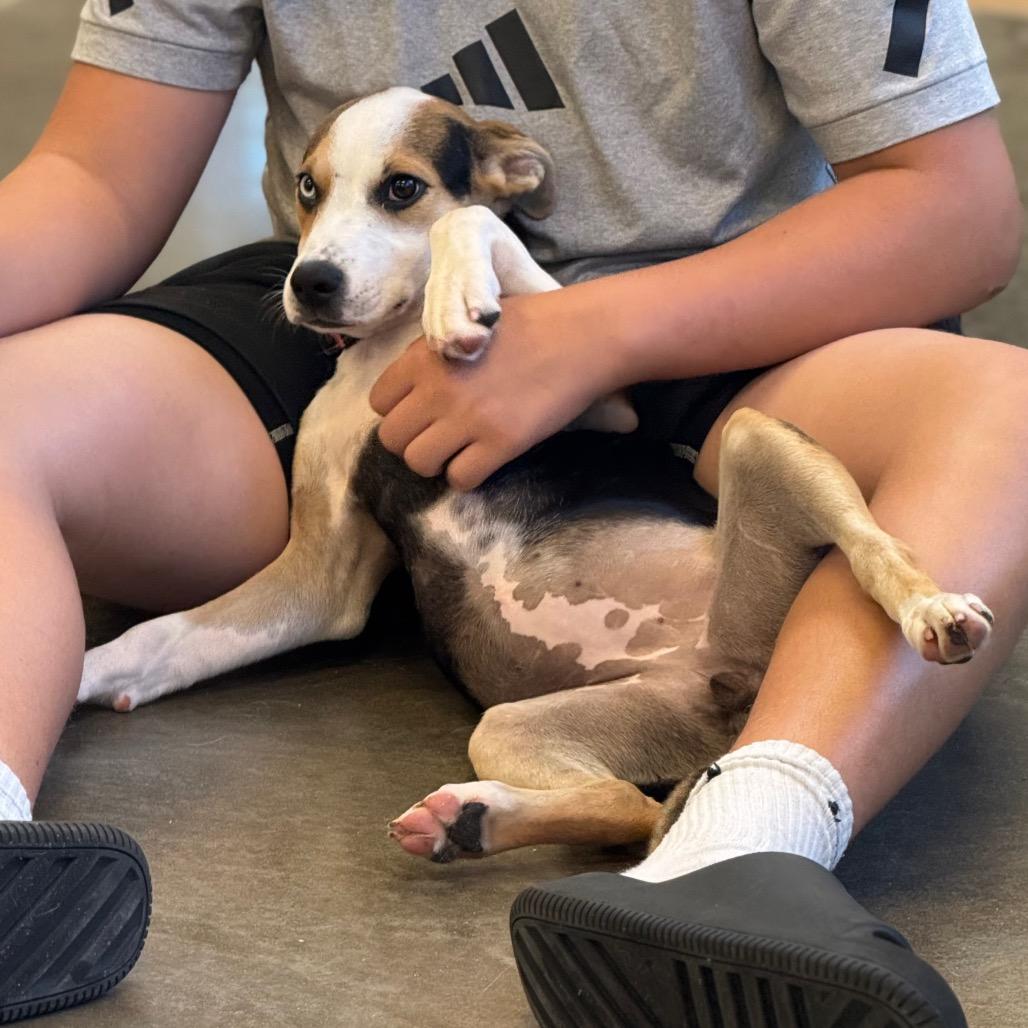 Ying Yang, a Adoptable mixed breed in Mankato, MN image 5/6