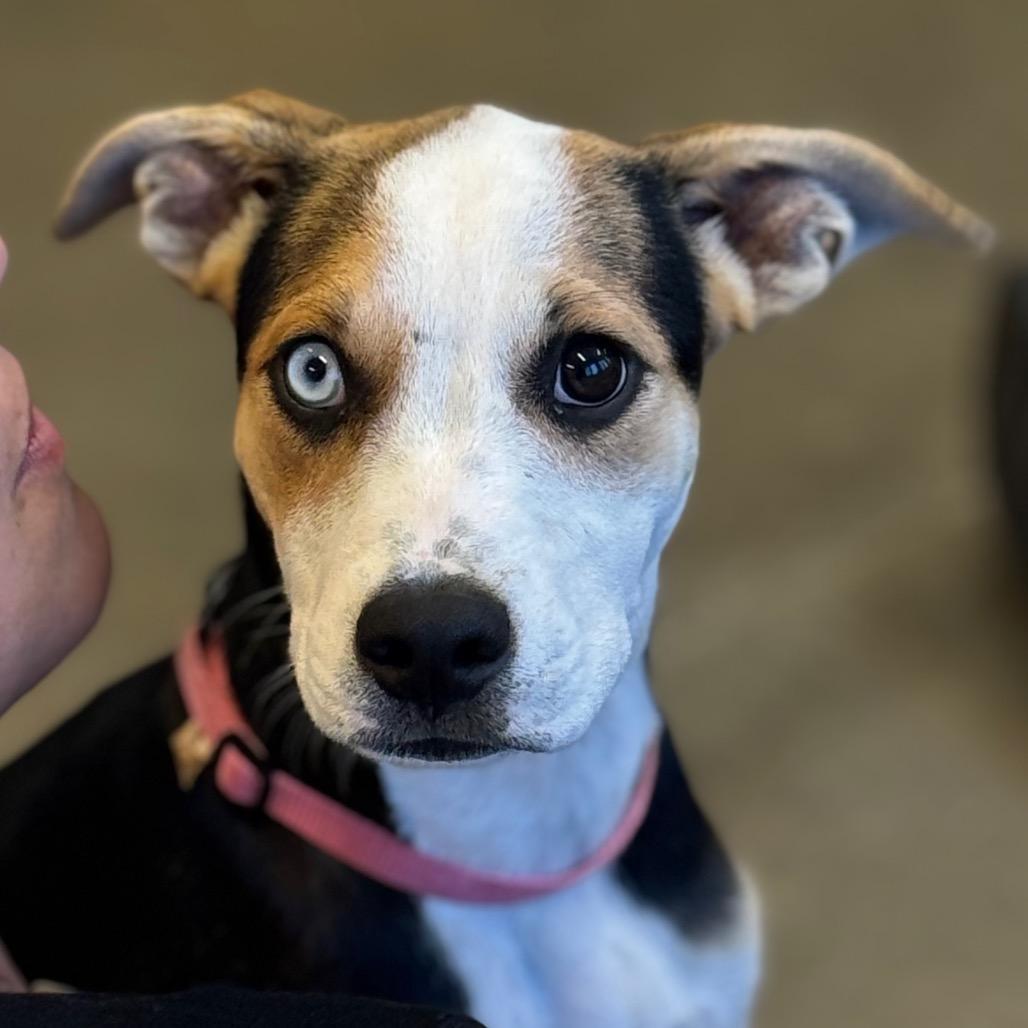 Ying Yang, a Adoptable mixed breed in Mankato, MN image 6/6