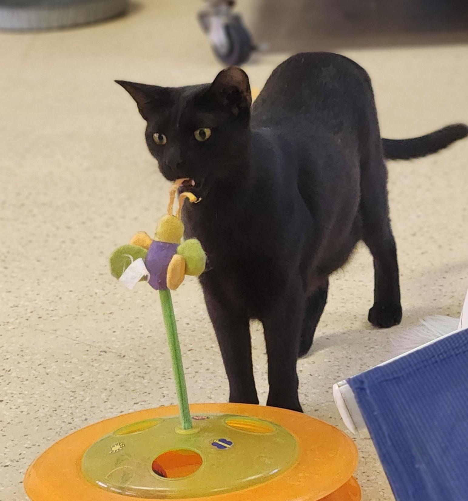 Spike, a Adoptable mixed breed in Glendale, AZ image 2/2