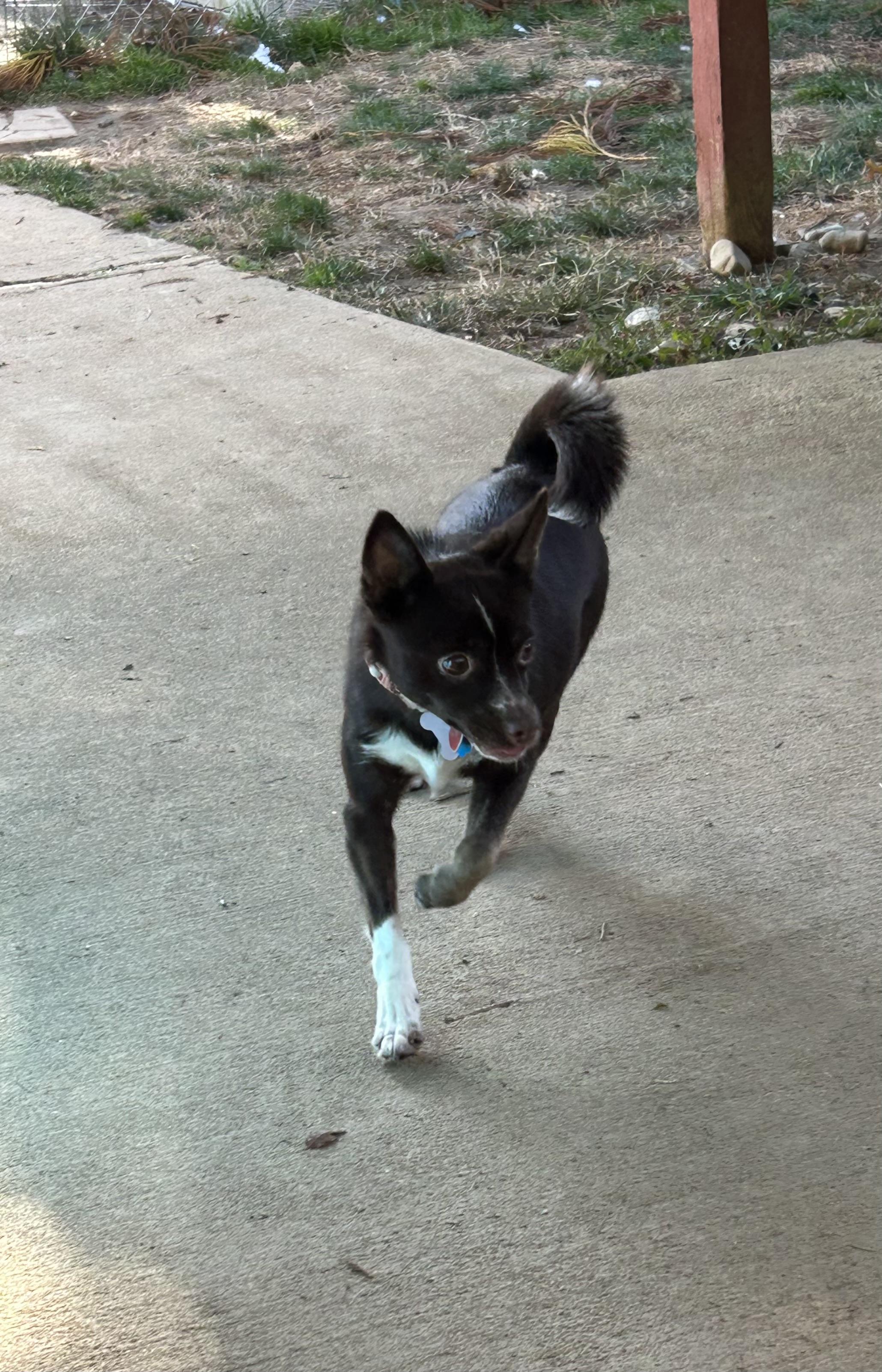 Nyla, Adoptable, Young Female Pomsky & Chihuahua.