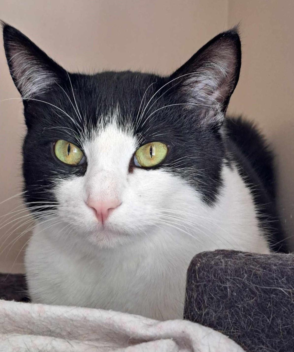 Enlarge Toothless (& Family), a Adoptable Domestic Short Hair in Saanichton, BC image 1/6