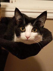 Enlarge Toothless (& Family), a Adoptable Domestic Short Hair in Saanichton, BC image 5/6