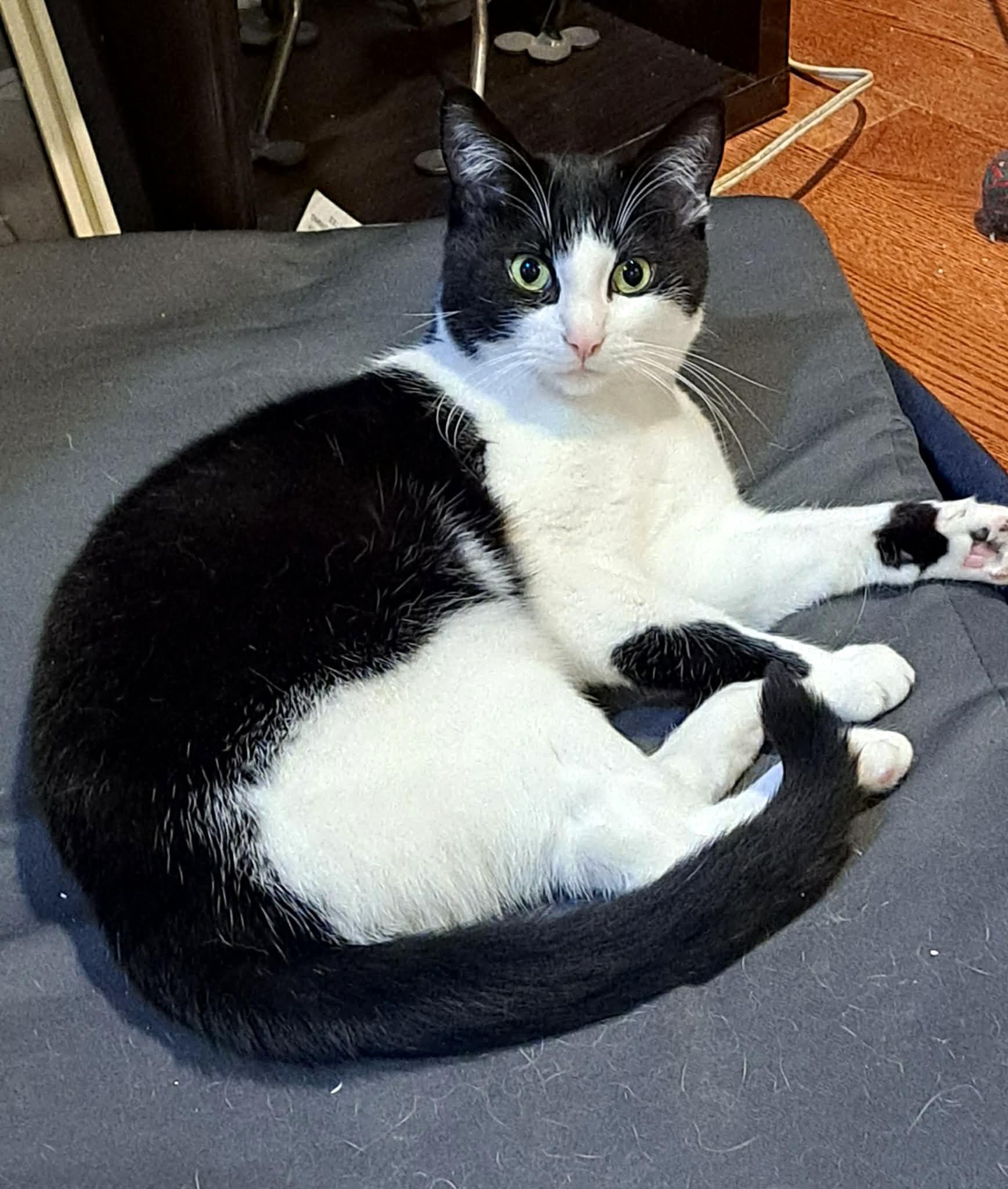 Enlarge Toothless (& Family), a Adoptable Domestic Short Hair in Saanichton, BC image 2/6