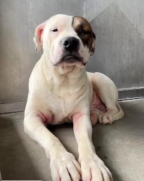 Enlarge Aruba, an adopted Pit Bull Terrier in Frazier Park, CA image 1/3