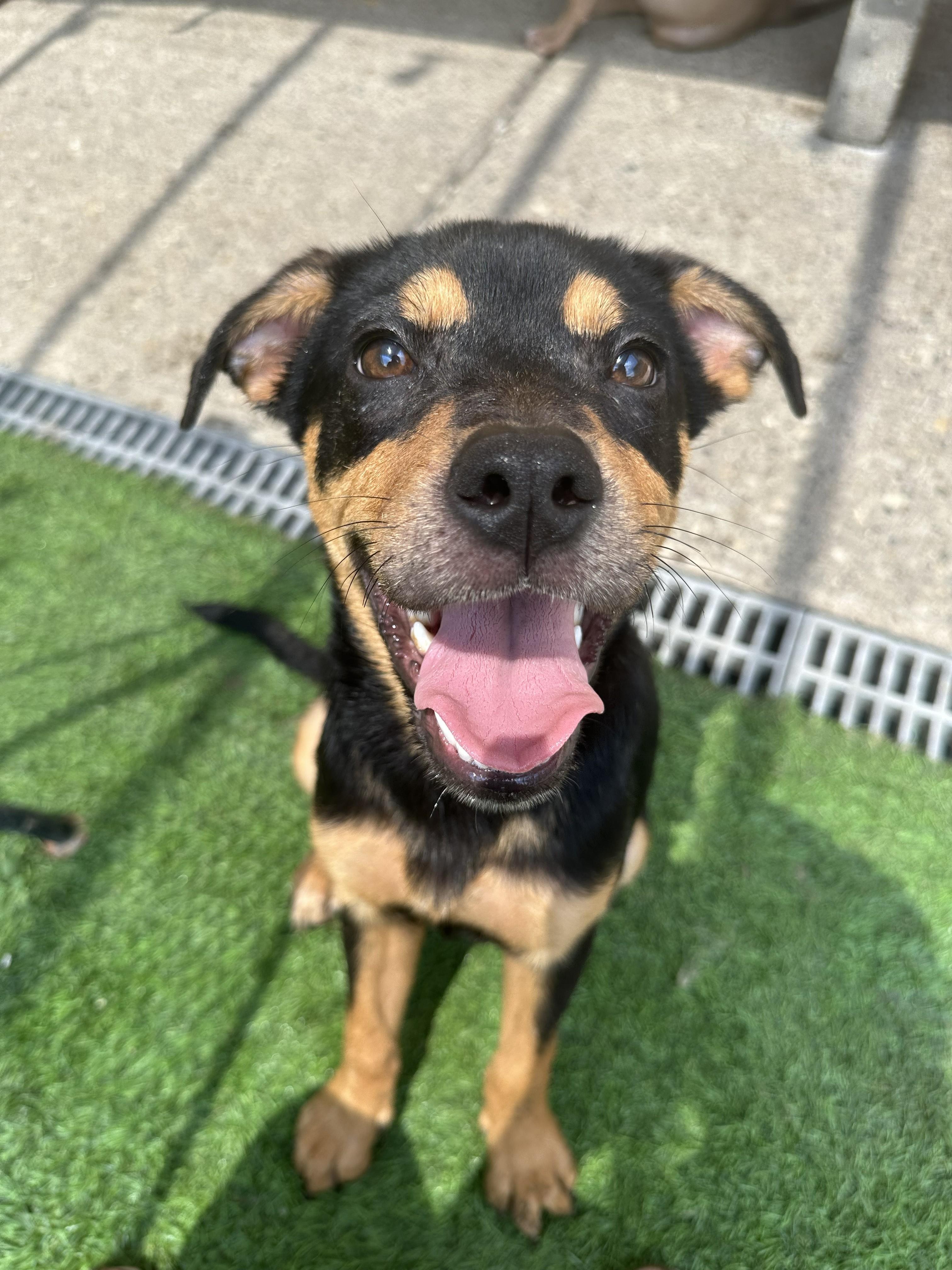 Lady Liberty (Libby), a ADOPTABLE mixed breed in Amelia, OH image 2/4