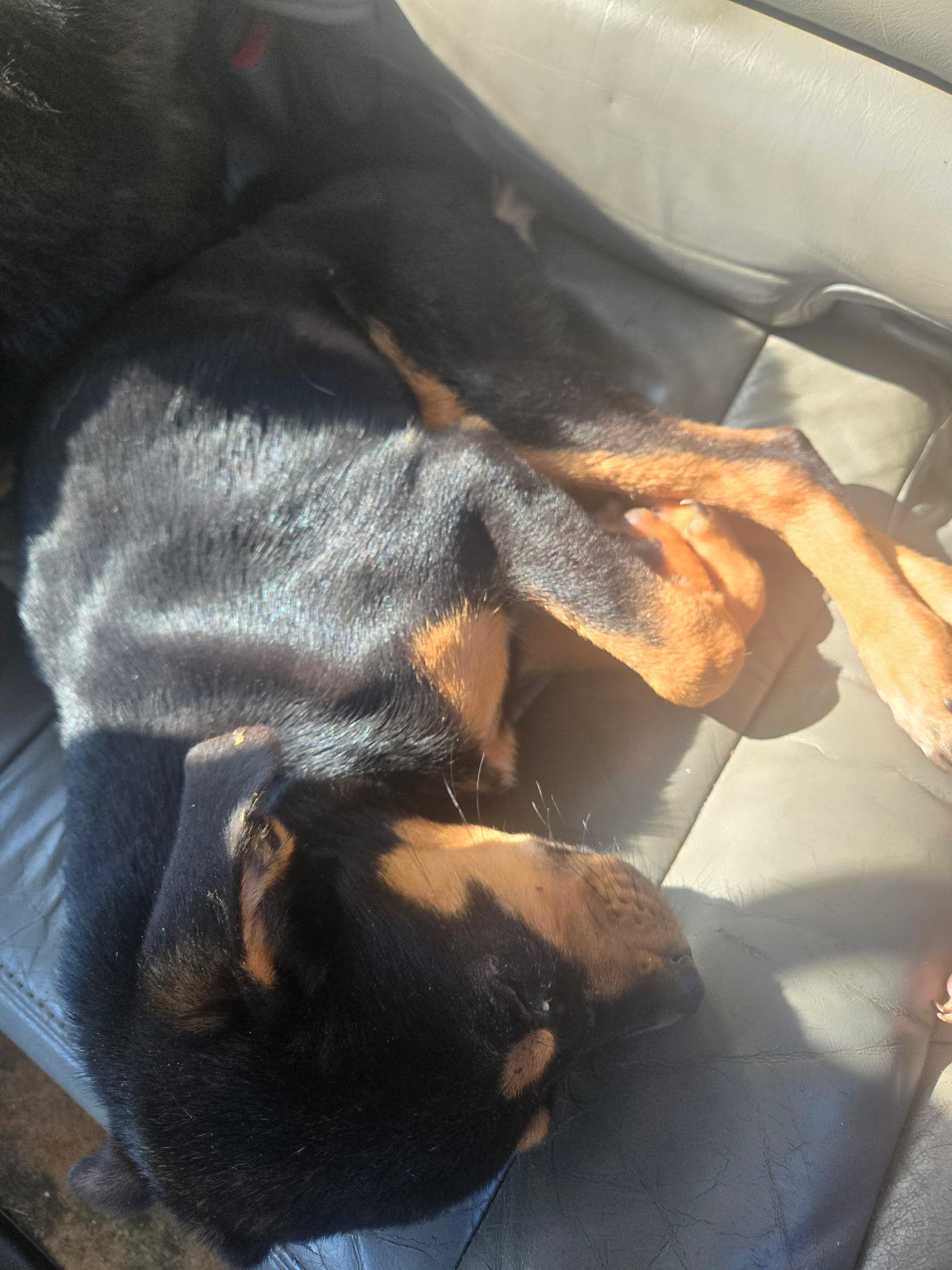 Lady Liberty (Libby), a ADOPTABLE mixed breed in Amelia, OH image 4/4