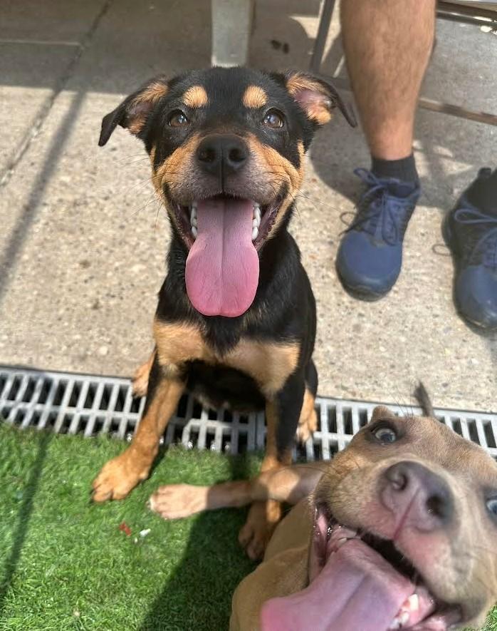 Lady Liberty (Libby), a ADOPTABLE mixed breed in Amelia, OH image 3/4