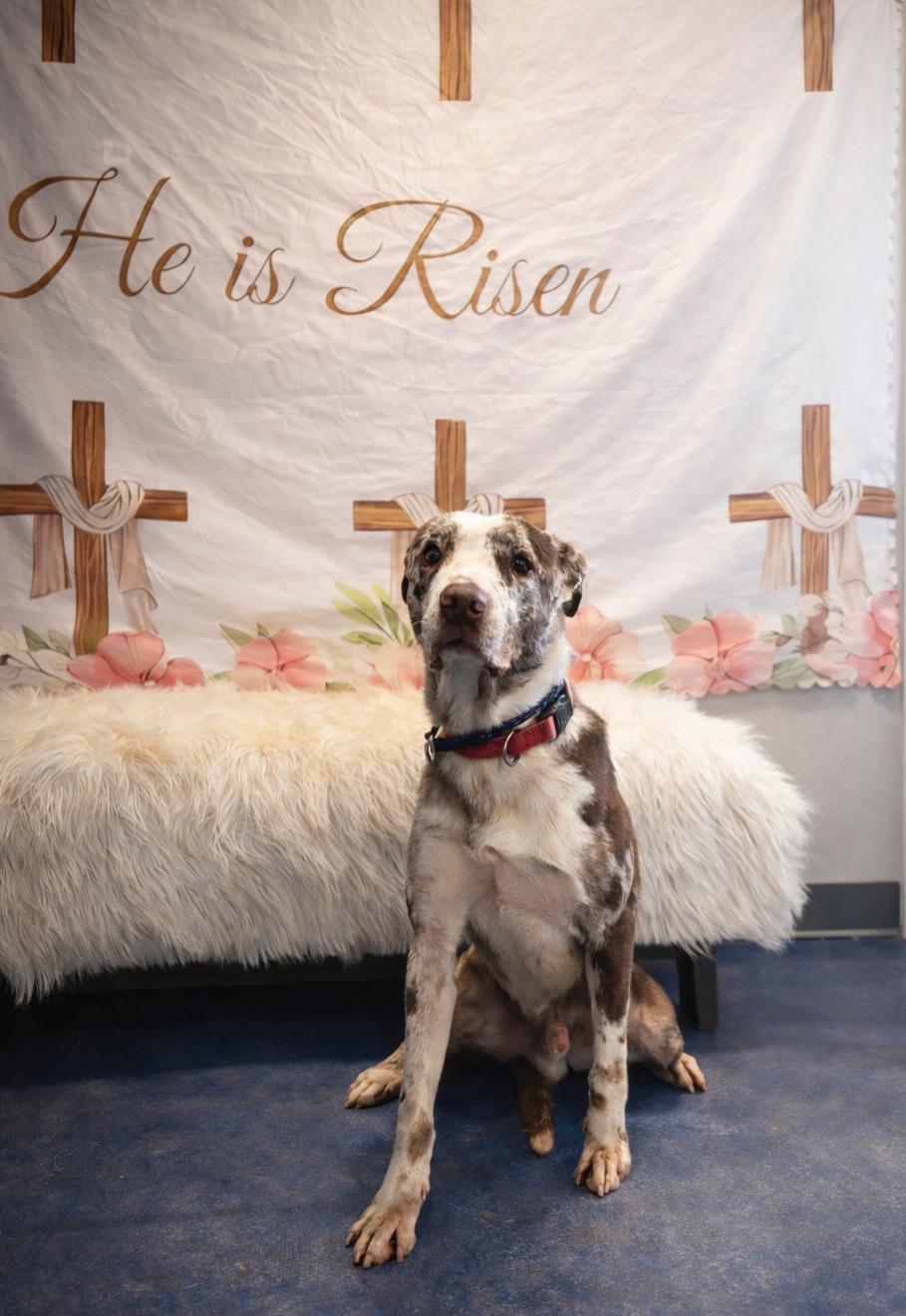 Enlarge Moose, a ADOPTABLE mixed breed in Anderson, TX image 1/1