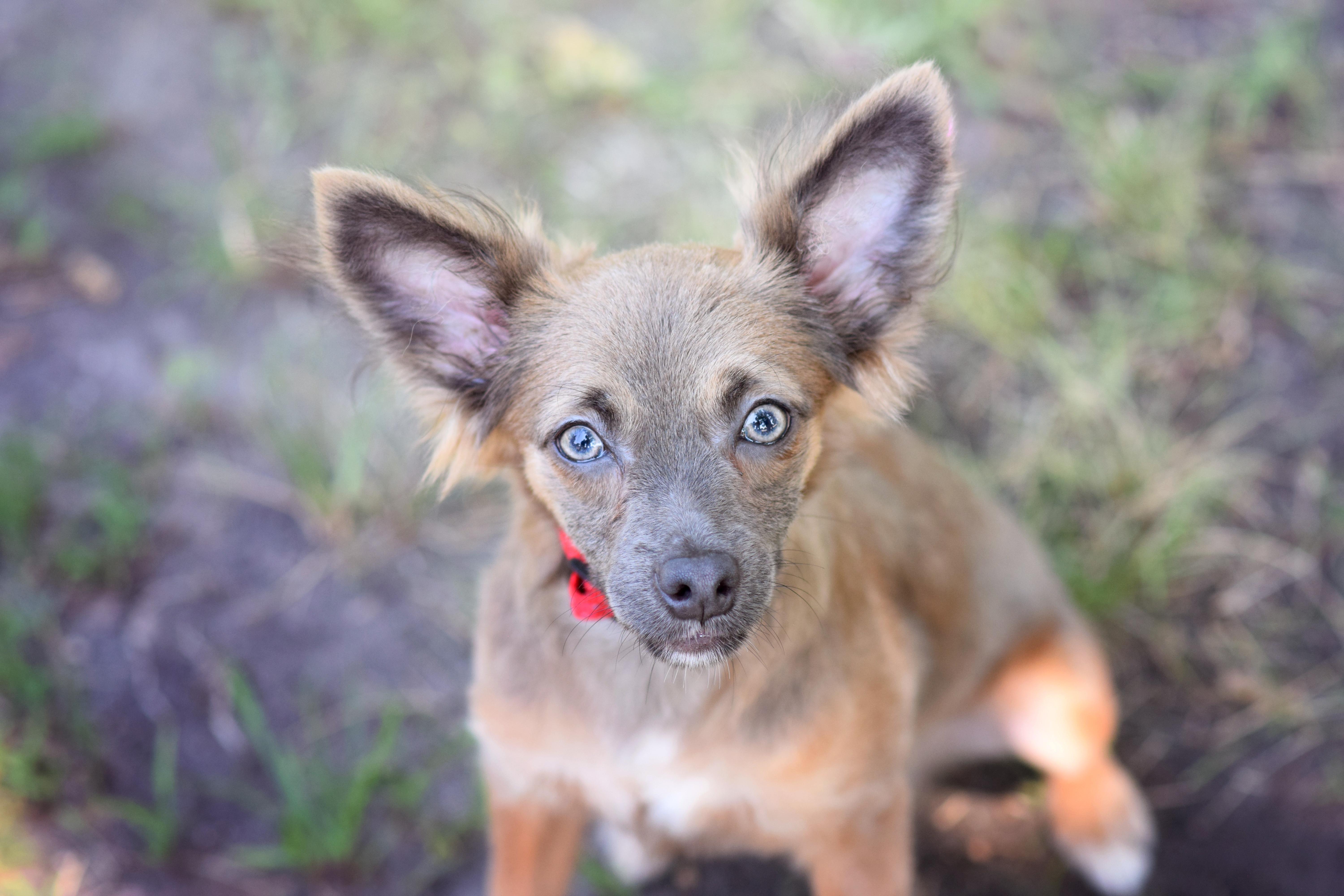 PomPom, adopted, Young Female Papillon & Shih Tzu.