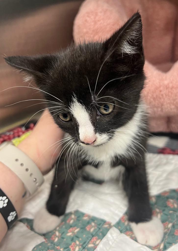 Boy Band / Louis, Adoptable, Kitten Male Domestic Medium Hair.