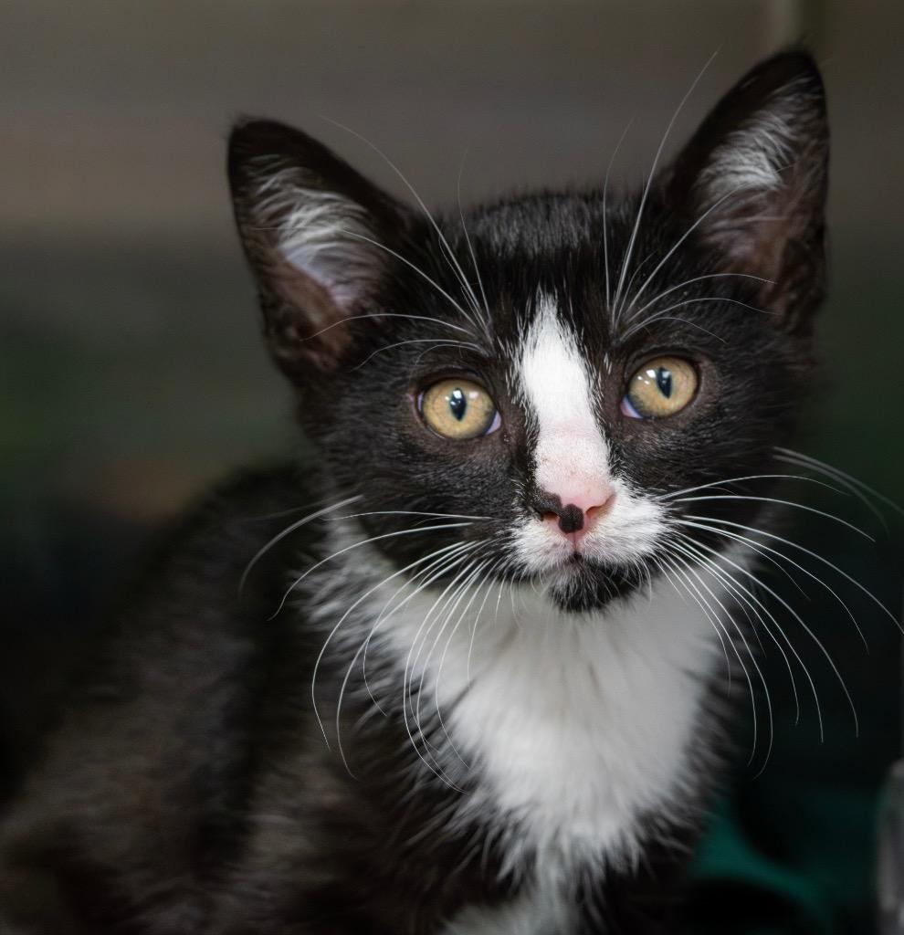 Enlarge Boy Band / Louis, a Adoptable mixed breed in Greeneville, TN image 2/2
