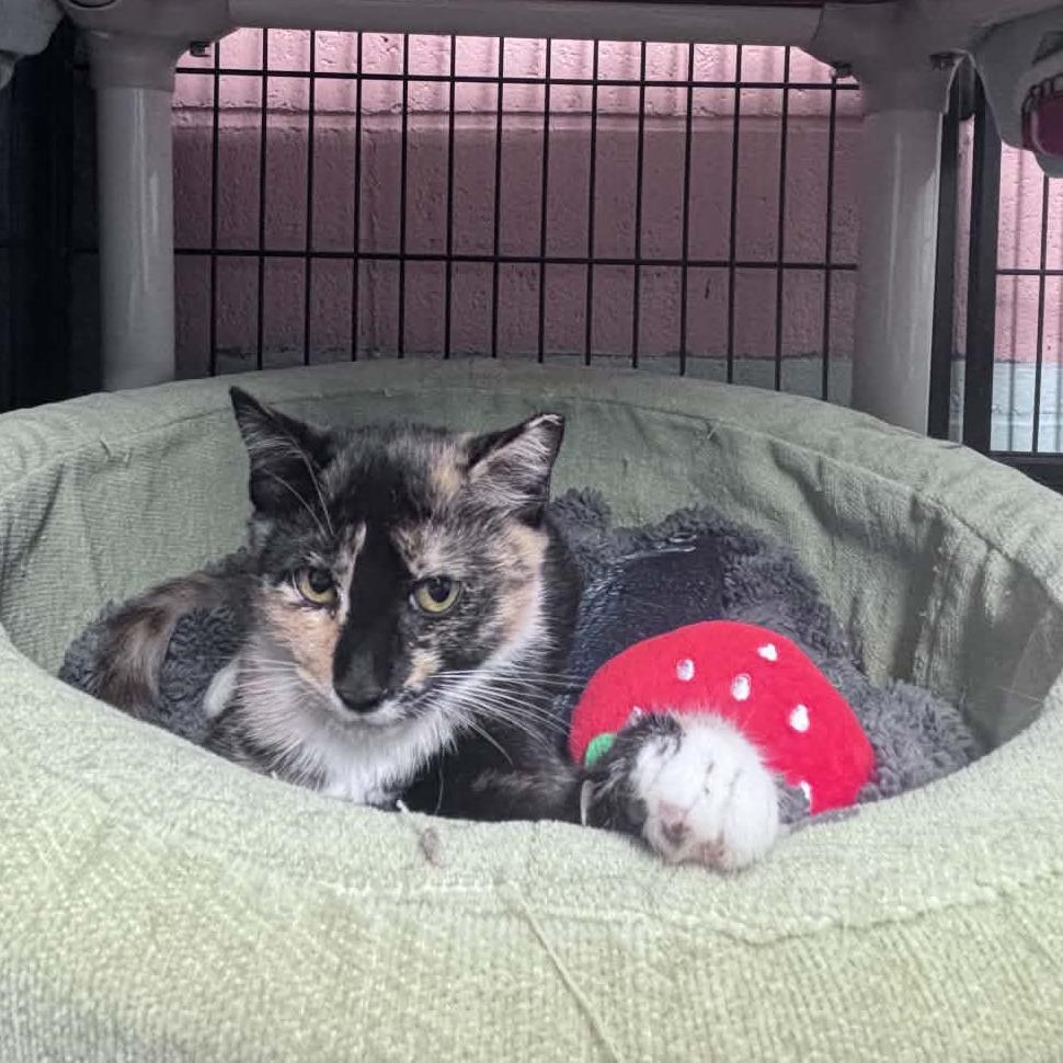 Babs, Adoptable, Kitten Female Domestic Short Hair.