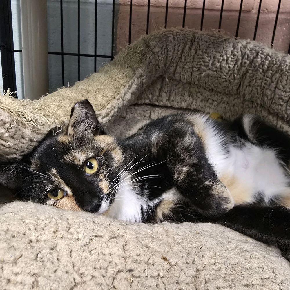 Enlarge Babs, a Adoptable Domestic Short Hair in Columbus, NC image 2/4