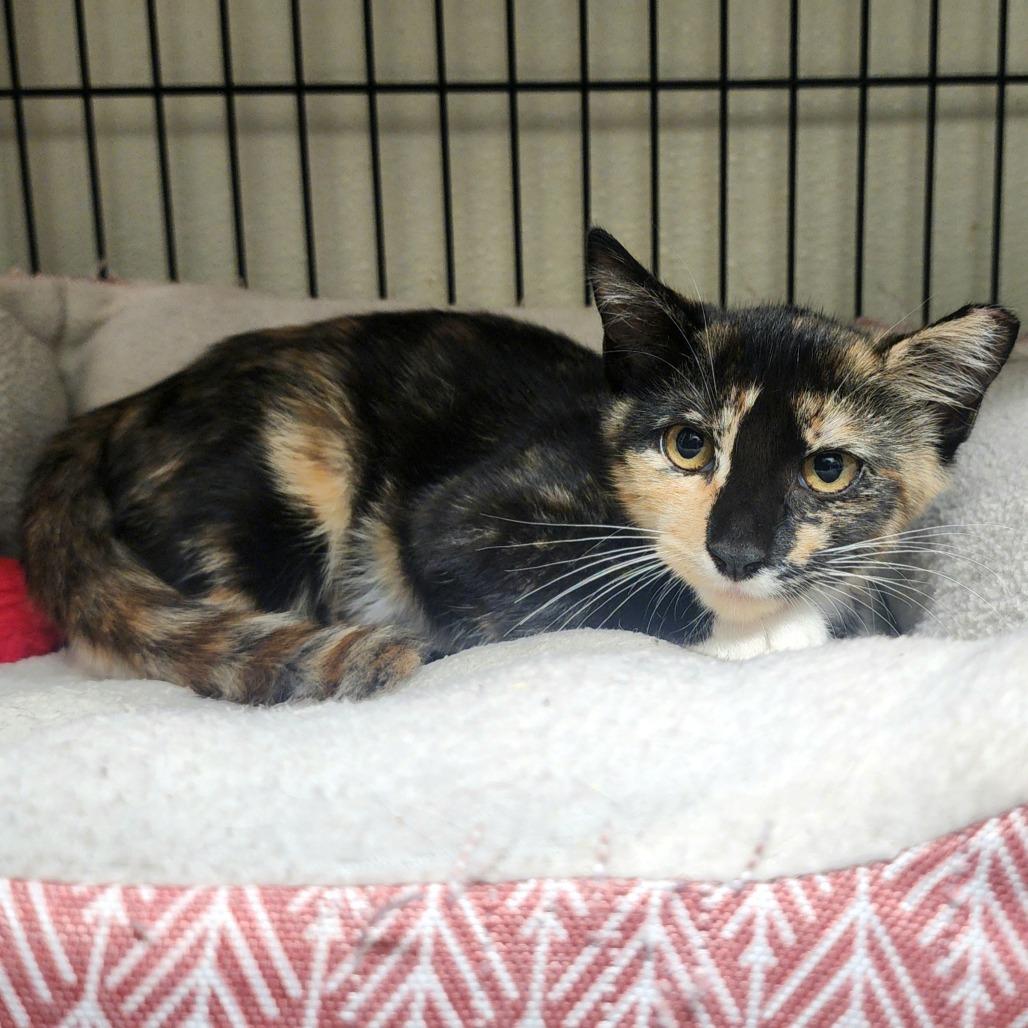 Enlarge Babs, a Adoptable Domestic Short Hair in Columbus, NC image 3/4