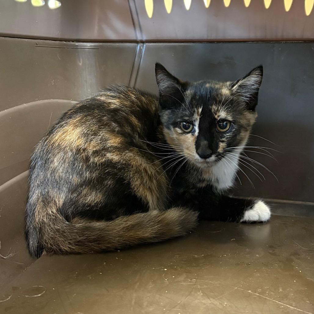 Enlarge Babs, a Adoptable Domestic Short Hair in Columbus, NC image 4/4